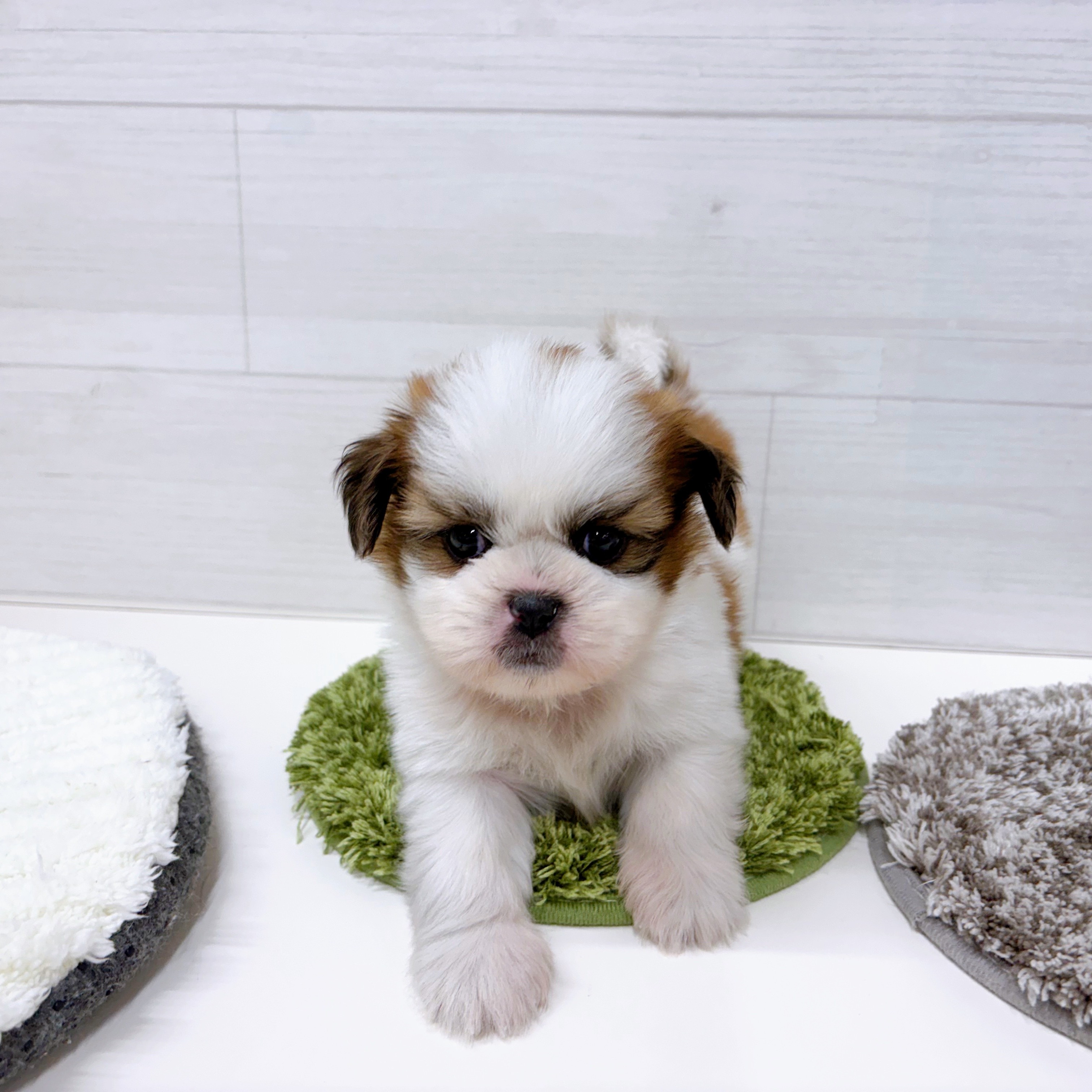 石川県のシーズー (犬の家＆猫の里アミーゴ金沢おこばた店/2025年12月15日生まれ/男の子/ホワイトゴールド)の子犬の3枚目の画像