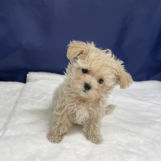 愛知県のマルプー(マルチーズ×プードル) (犬の家＆猫の里一宮店/2025年12月15日生まれ/女の子/クリームホワイト)の子犬の3枚目の画像