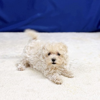 愛知県のマルプー(マルチーズ×プードル) (犬の家＆猫の里一宮店/2025年12月15日生まれ/女の子/クリームホワイト)の子犬の3枚目の画像