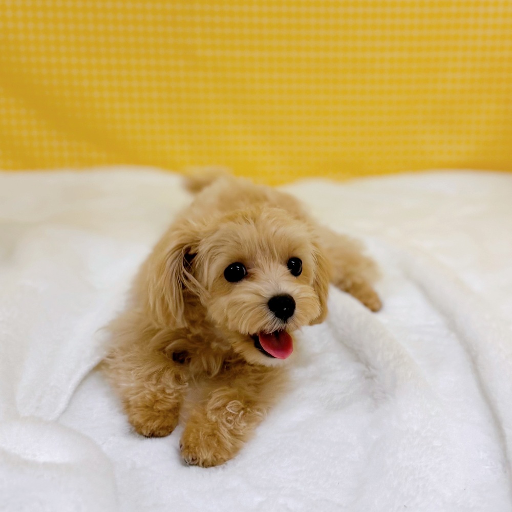 愛知県のマルプー(マルチーズ×プードル) (犬の家＆猫の里一宮店/2025年12月15日生まれ/女の子/クリームホワイト)の子犬の3枚目の画像