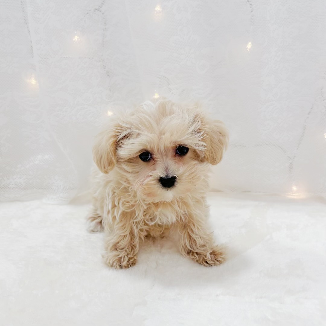 千葉県のマルプー(マルチーズ×プードル) (犬の家＆猫の里BIGHOPガーデンモール印西店/2025年12月15日生まれ/男の子/クリームホワイト)の子犬