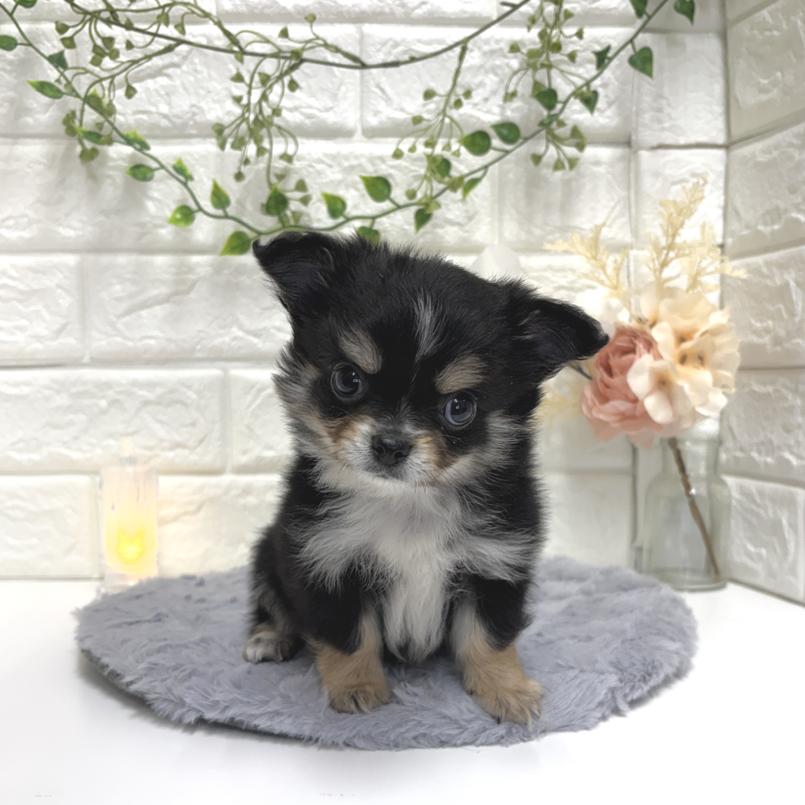 神奈川県のチワワ(ロング) (犬の家＆猫の里相模原店/2025年12月16日生まれ/男の子/ブラックタンホワイト)の子犬の3枚目の画像