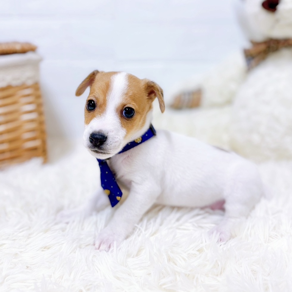 滋賀県のジャックラッセルテリア (犬の家＆猫の里近江八幡店/2026年1月15日生まれ/男の子/タンホワイト)の子犬の3枚目の画像