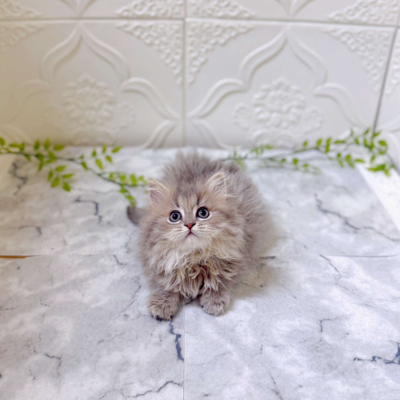 愛知県のミヌエット (犬の家＆猫の里岡崎店/2025年12月14日生まれ/女の子/ブルーチンチラゴールデン)の子猫の3枚目の画像