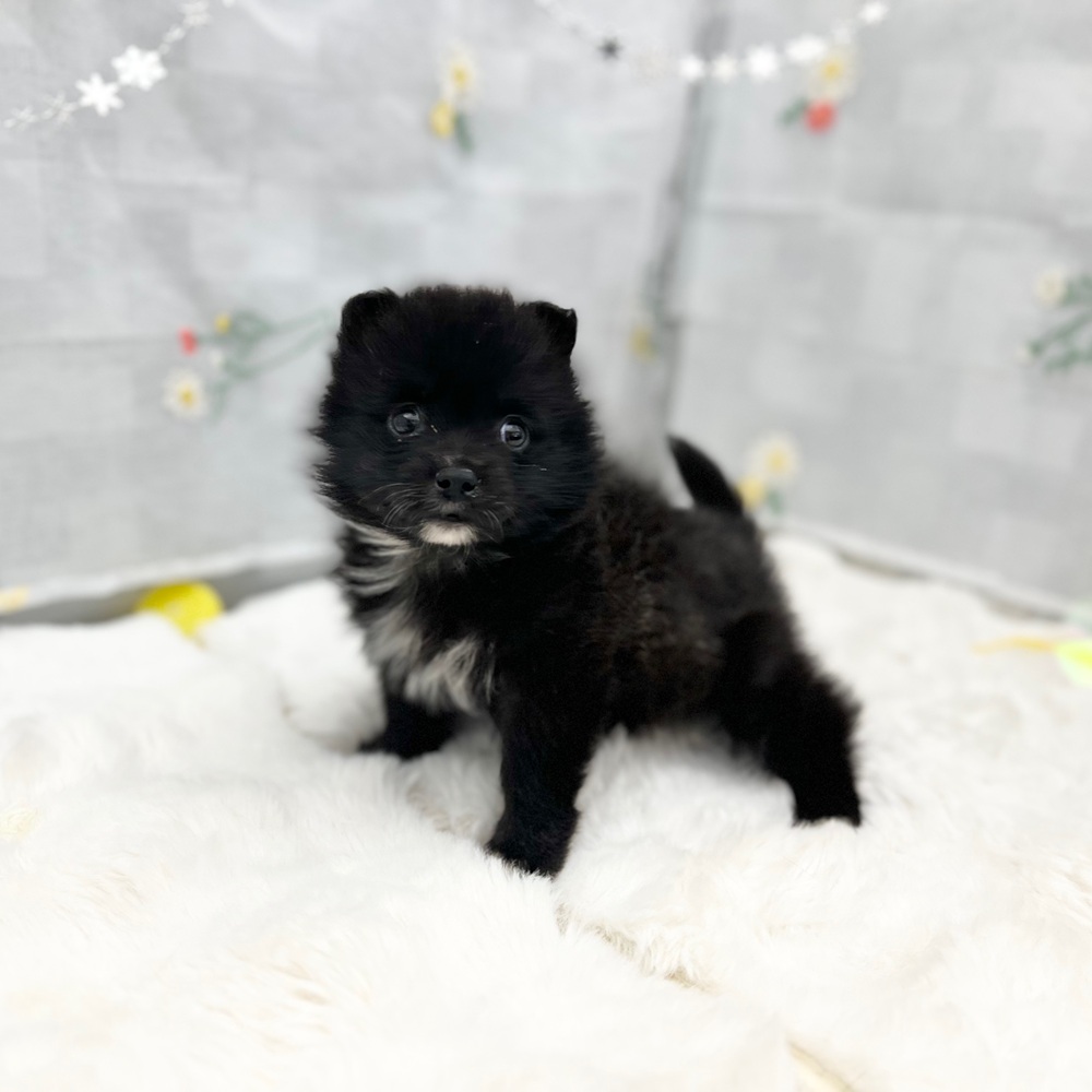 東京都のポメコーギー(ポメラニアン×コーギー) (犬の家＆猫の里新宿店/2025年12月16日生まれ/女の子/ブラックホワイト)の子犬の3枚目の画像