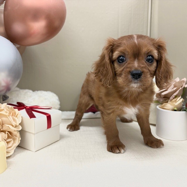 千葉県のキャバリアキングチャールズスパニエル (犬の家＆猫の里ワンズモール稲毛店/2025年12月16日生まれ/女の子/ルビーホワイト)の子犬の3枚目の画像