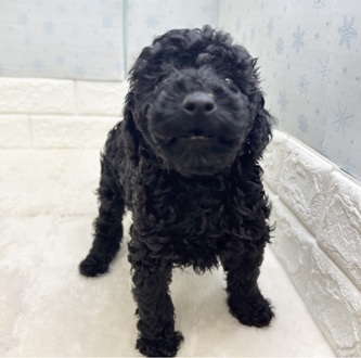 静岡県のトイプードル(トイ) (犬の家＆猫の里マークイズ静岡店/2025年12月10日生まれ/女の子/ブラック)の子犬の3枚目の画像