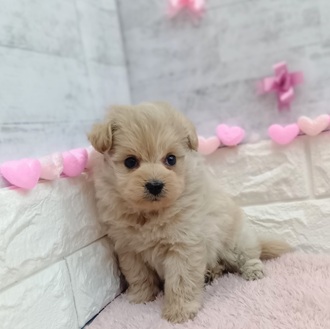 静岡県のポメプー(ポメラニアン×プードル) (犬の家＆猫の里プレ葉ウォーク浜北店/2025年12月15日生まれ/女の子/アプリコット)の子犬の3枚目の画像