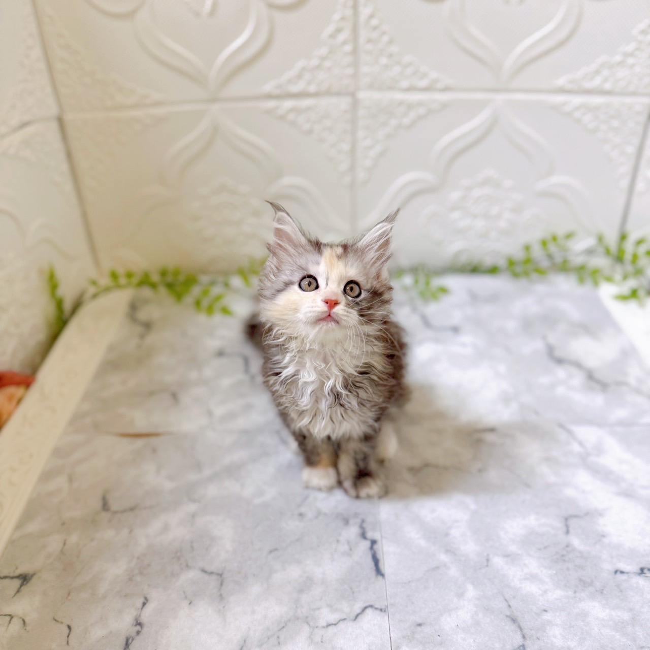 愛知県のメインクーン (犬の家＆猫の里岡崎店/2025年12月16日生まれ/女の子/シルバーパッチドタビーホワイト)の子猫の3枚目の画像