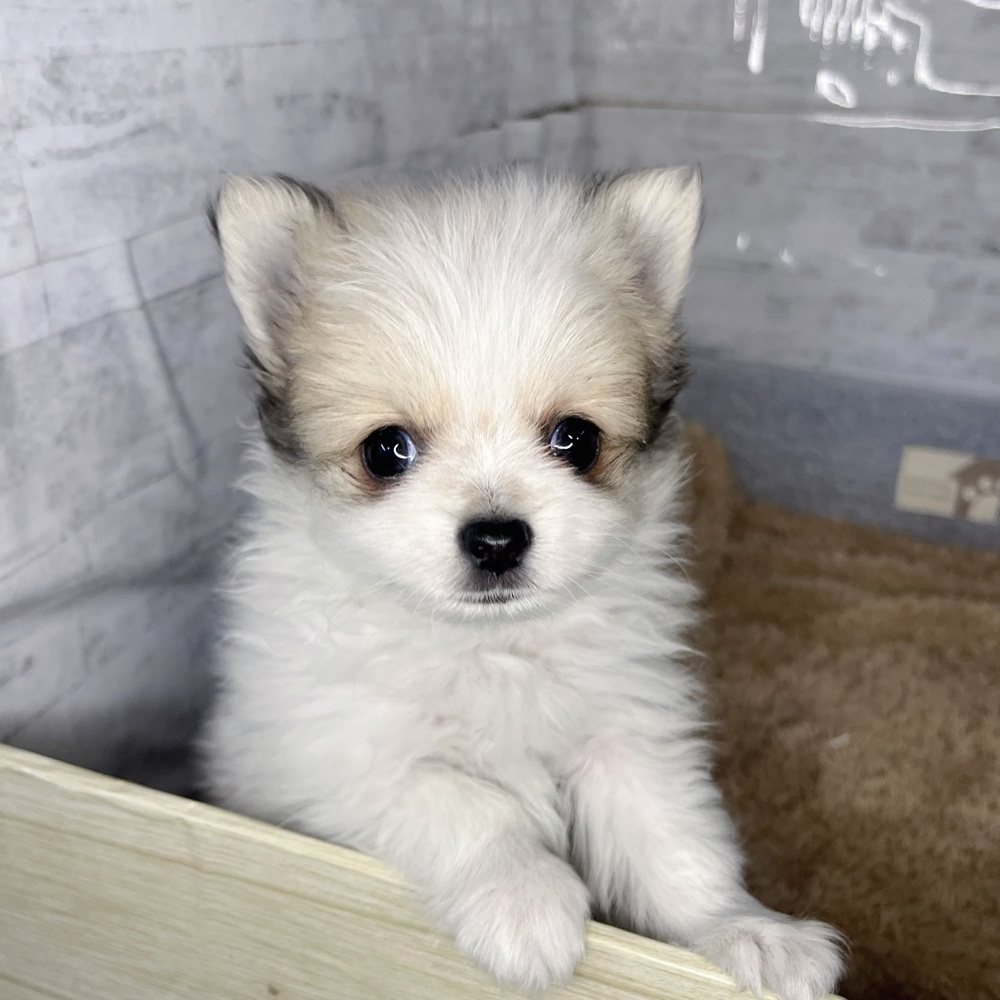 長野県のポメチワ/チワポメ/ポメチー(ポメラニアン×チワワ) (犬の家＆猫の里塩尻店/2025年12月15日生まれ/男の子/パーティーカラー)の子犬の3枚目の画像