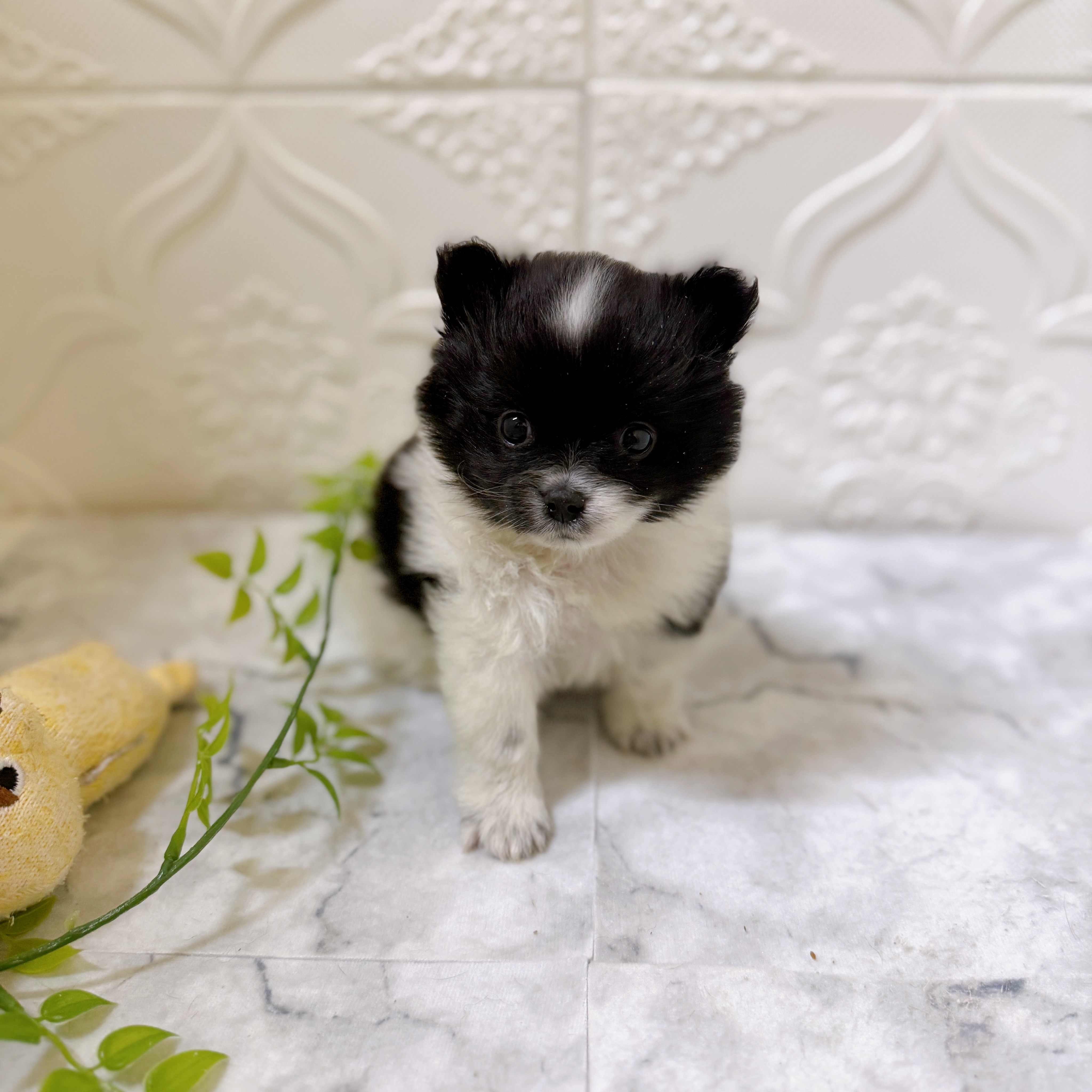 愛知県のポメチワ/チワポメ/ポメチー(ポメラニアン×チワワ) (犬の家＆猫の里岡崎店/2025年12月16日生まれ/男の子/ブラックホワイト)の子犬の3枚目の画像