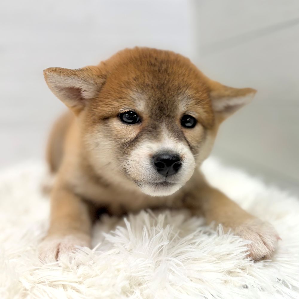 愛知県の柴犬(標準サイズ) (犬の家＆猫の里豊田店/2025年12月15日生まれ/女の子/赤)の子犬の3枚目の画像