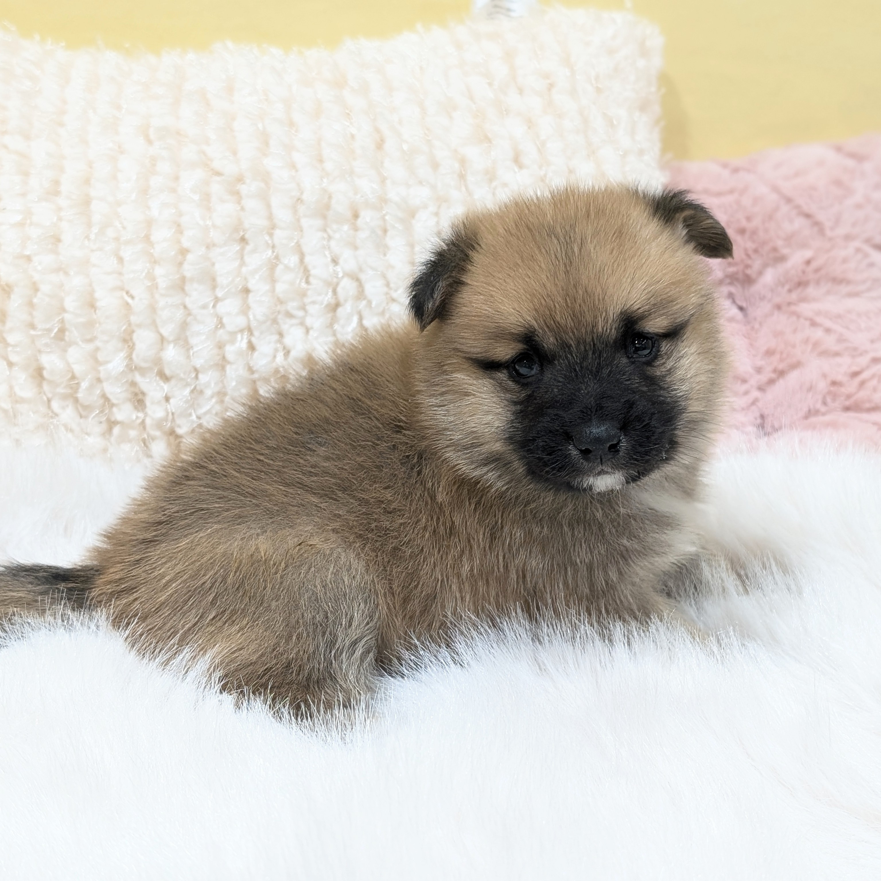 神奈川県のポメ柴/豆ポメ/ポメ豆柴(ポメラニアン×柴犬) (犬の家＆猫の里元住吉ブレーメン通り店/2025年12月11日生まれ/男の子/赤)の子犬の3枚目の画像