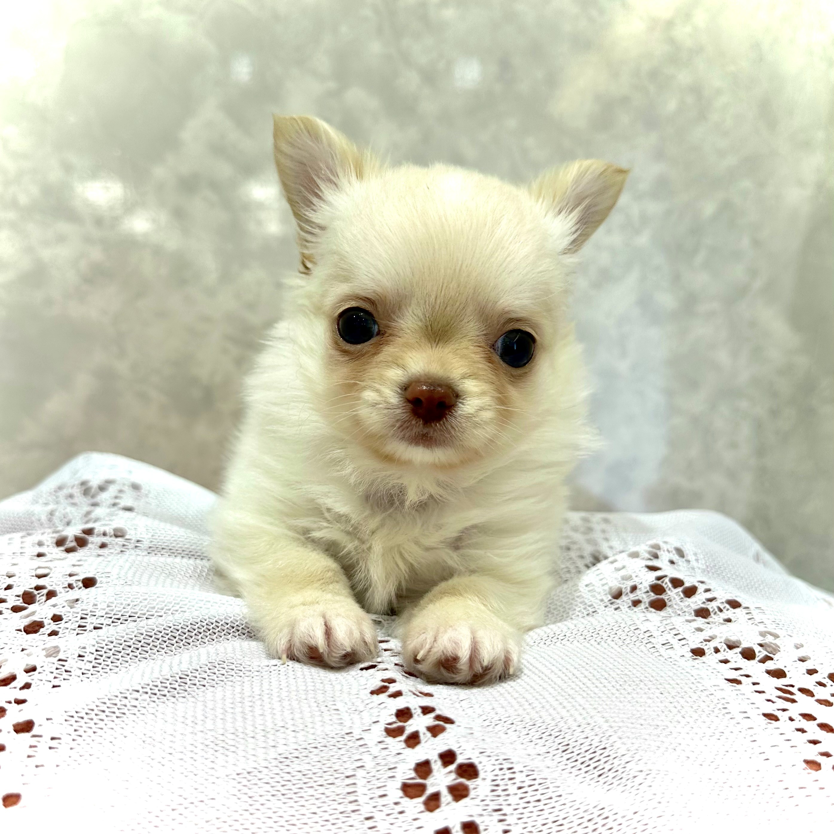 福岡県のチワワ(ロング) (犬の家＆猫の里くりえいと宗像店/2025年12月16日生まれ/男の子/クリーム)の子犬の3枚目の画像