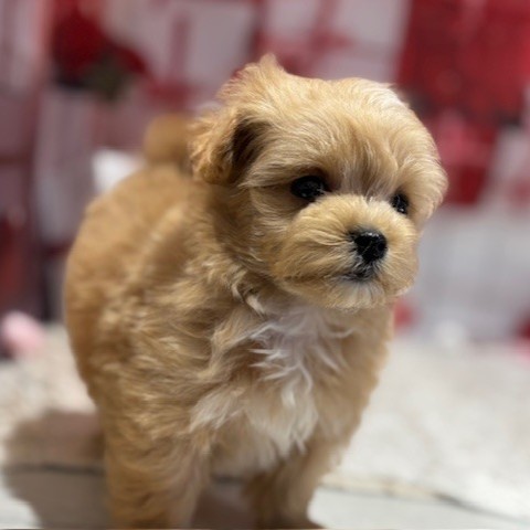 福岡県のチワプー/プーチー(チワワ×プードル) (犬の家＆猫の里トリアス久山店/2025年12月8日生まれ/男の子/アプリコットホワイト)の子犬の3枚目の画像