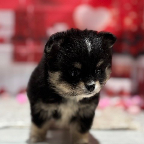 福岡県のポメチワ/チワポメ/ポメチー(ポメラニアン×チワワ) (犬の家＆猫の里トリアス久山店/2025年12月14日生まれ/女の子/ブラックタン)の子犬の3枚目の画像