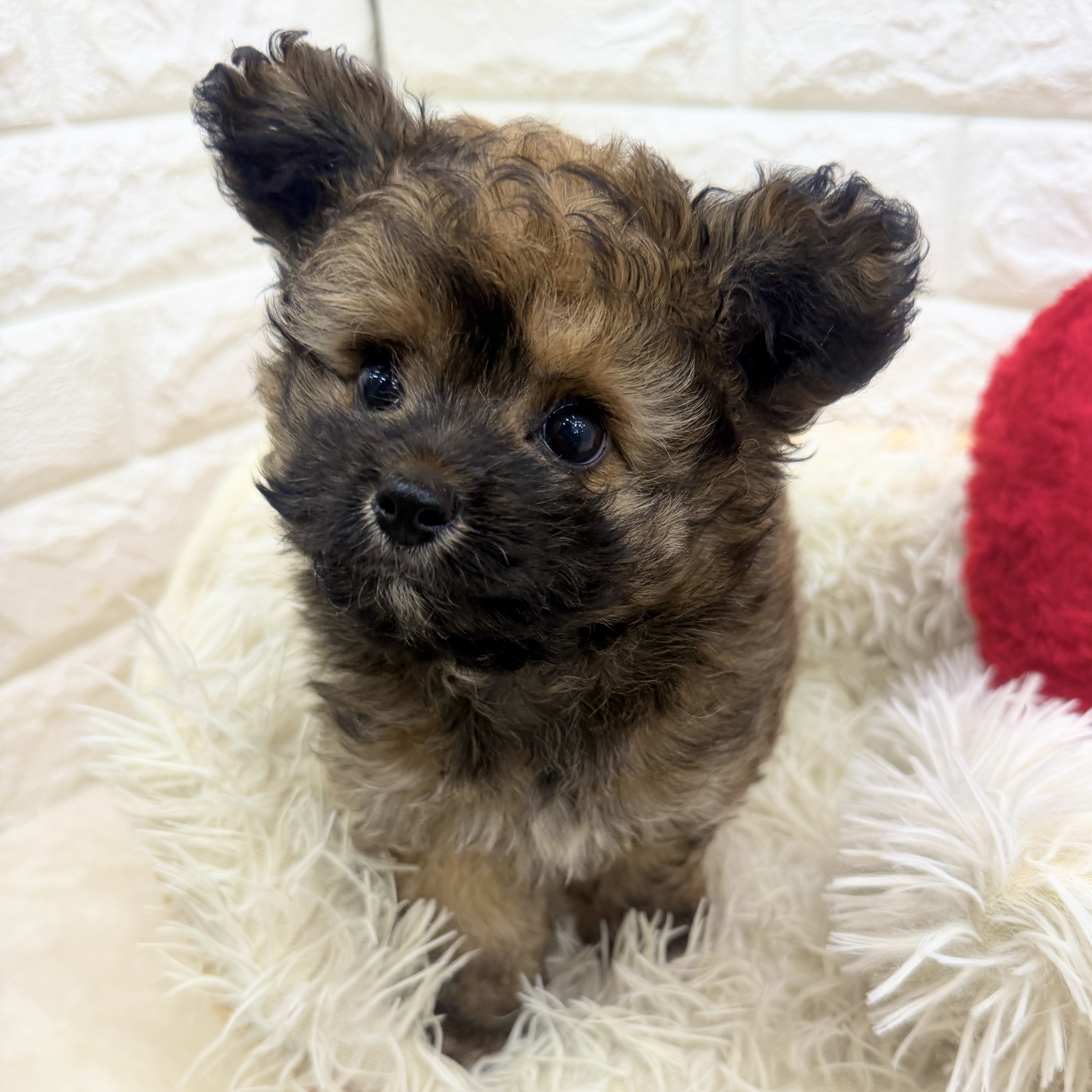 愛知県のチワプー/プーチー(チワワ×プードル) (犬の家＆猫の里MEGAドン・キホーテ東海名和店/2025年12月15日生まれ/男の子/フォーン)の子犬の3枚目の画像