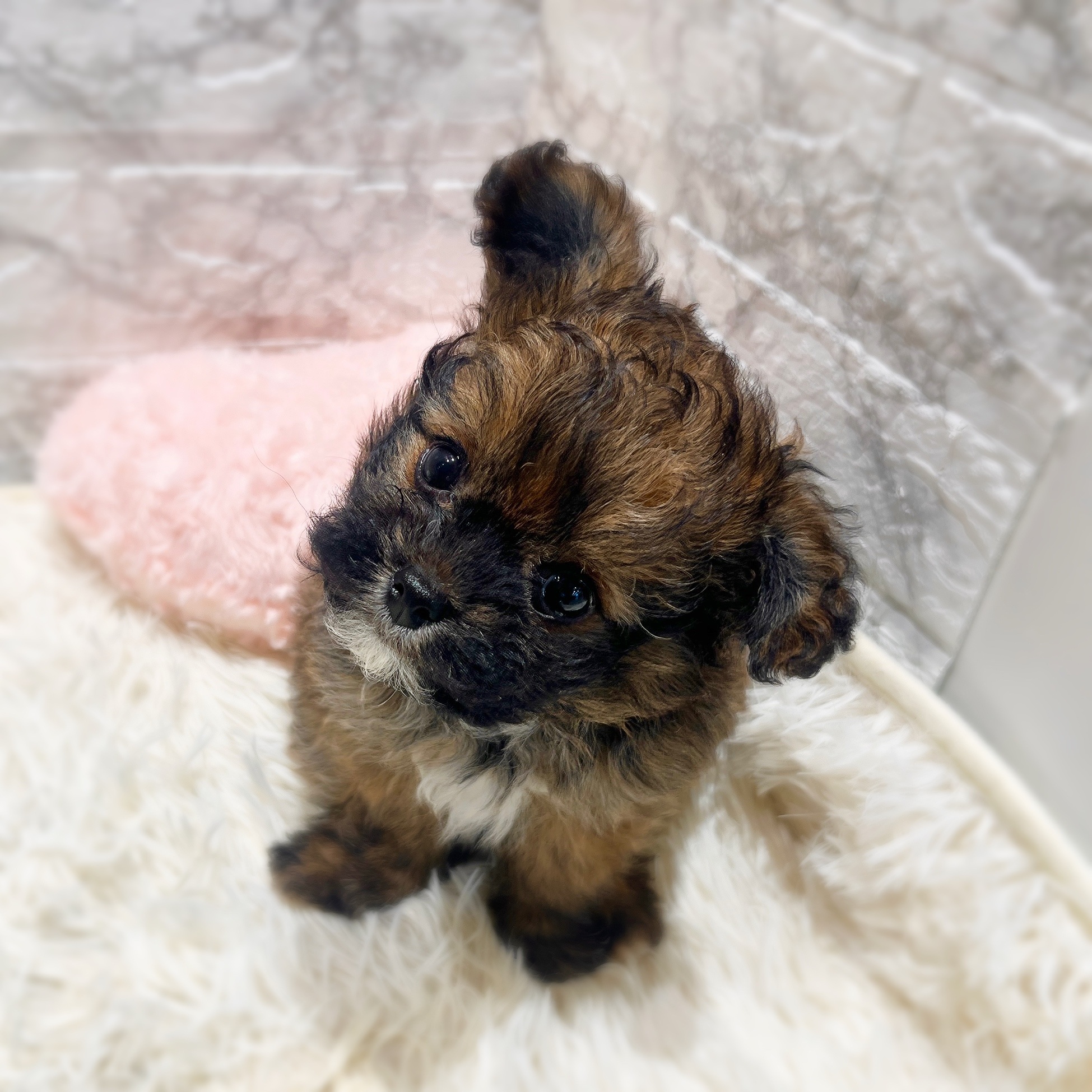 愛知県のチワプー/プーチー(チワワ×プードル) (犬の家＆猫の里MiO香久山店/2025年12月15日生まれ/男の子/フォーン)の子犬の3枚目の画像