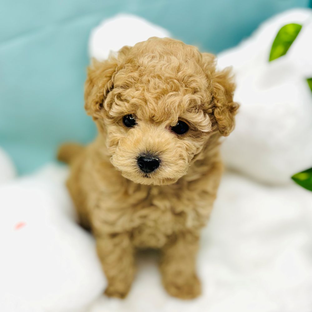 愛知県のトイプードル(トイ) (犬の家＆猫の里愛知刈谷店/2025年12月16日生まれ/男の子/オレンジフォーン)の子犬の3枚目の画像