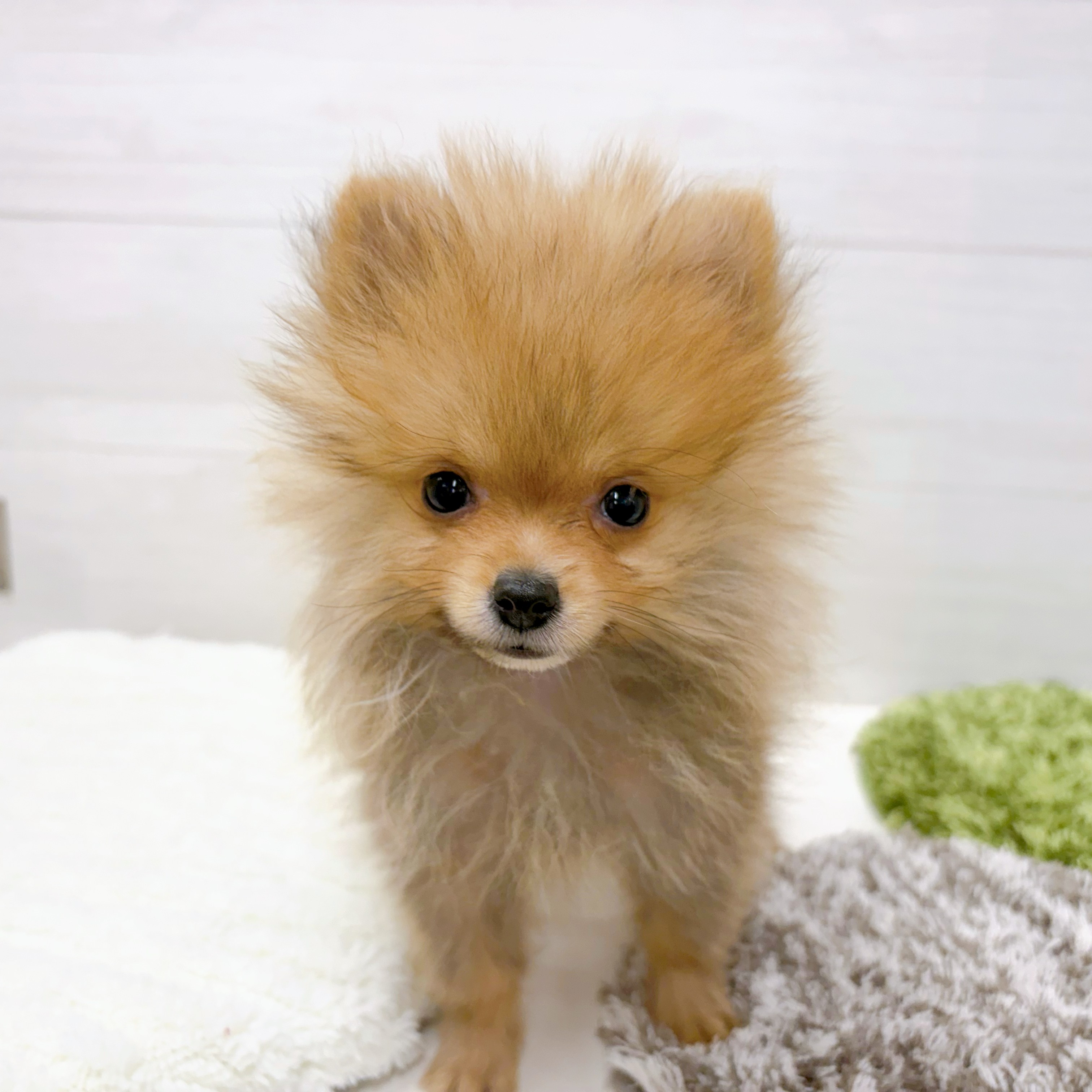 石川県のポメラニアン (犬の家＆猫の里アミーゴ金沢おこばた店/2025年12月3日生まれ/男の子/オレンジセーブル)の子犬の3枚目の画像