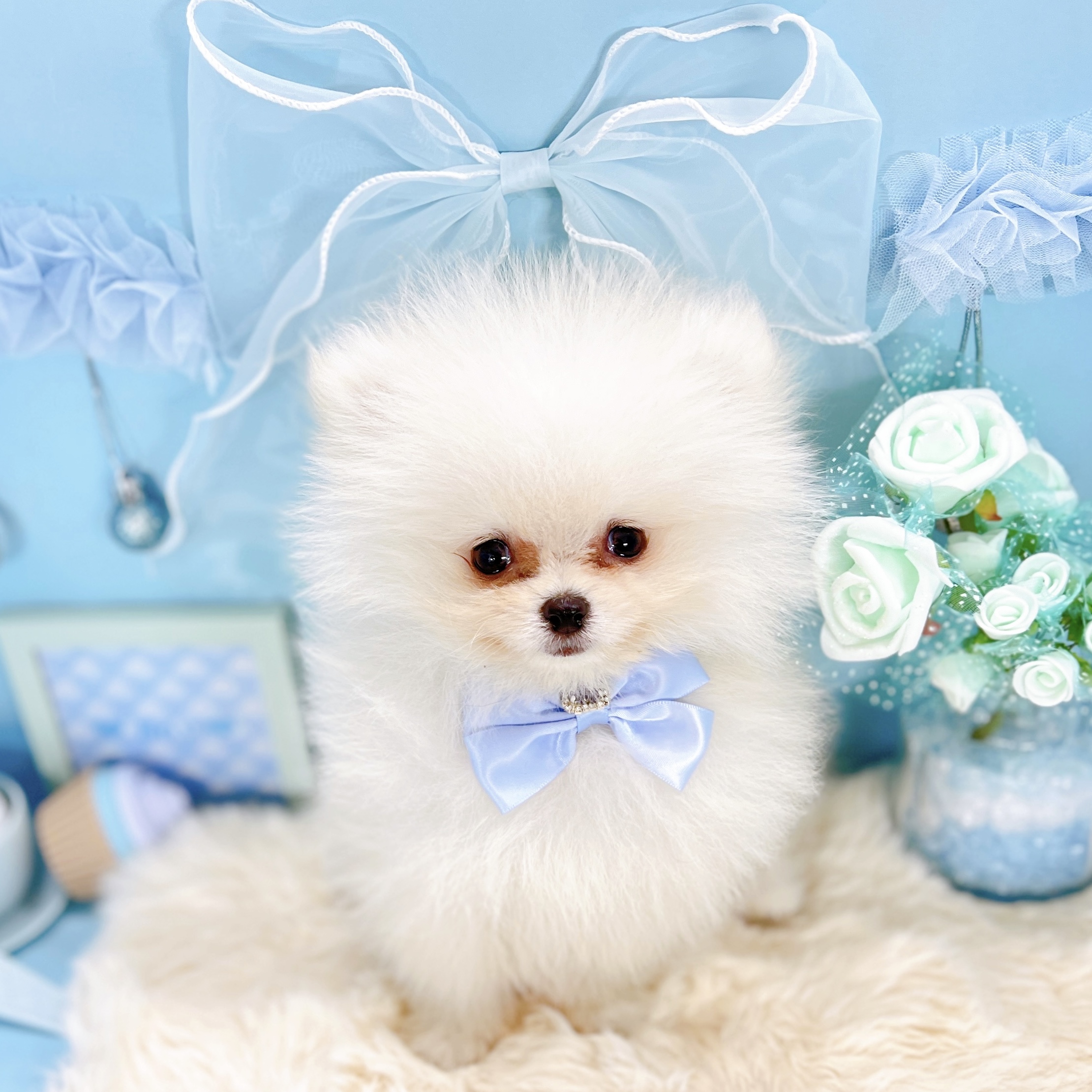 福井県のポメラニアン (犬の家＆猫の里アミーゴ福井大和田店/2025年12月8日生まれ/男の子/クリーム)の子犬