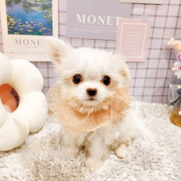 福井県のチワマル/マルチワ(チワワ×マルチーズ) (犬の家＆猫の里福井店/2025年12月13日生まれ/女の子/クリームホワイト)の子犬の3枚目の画像