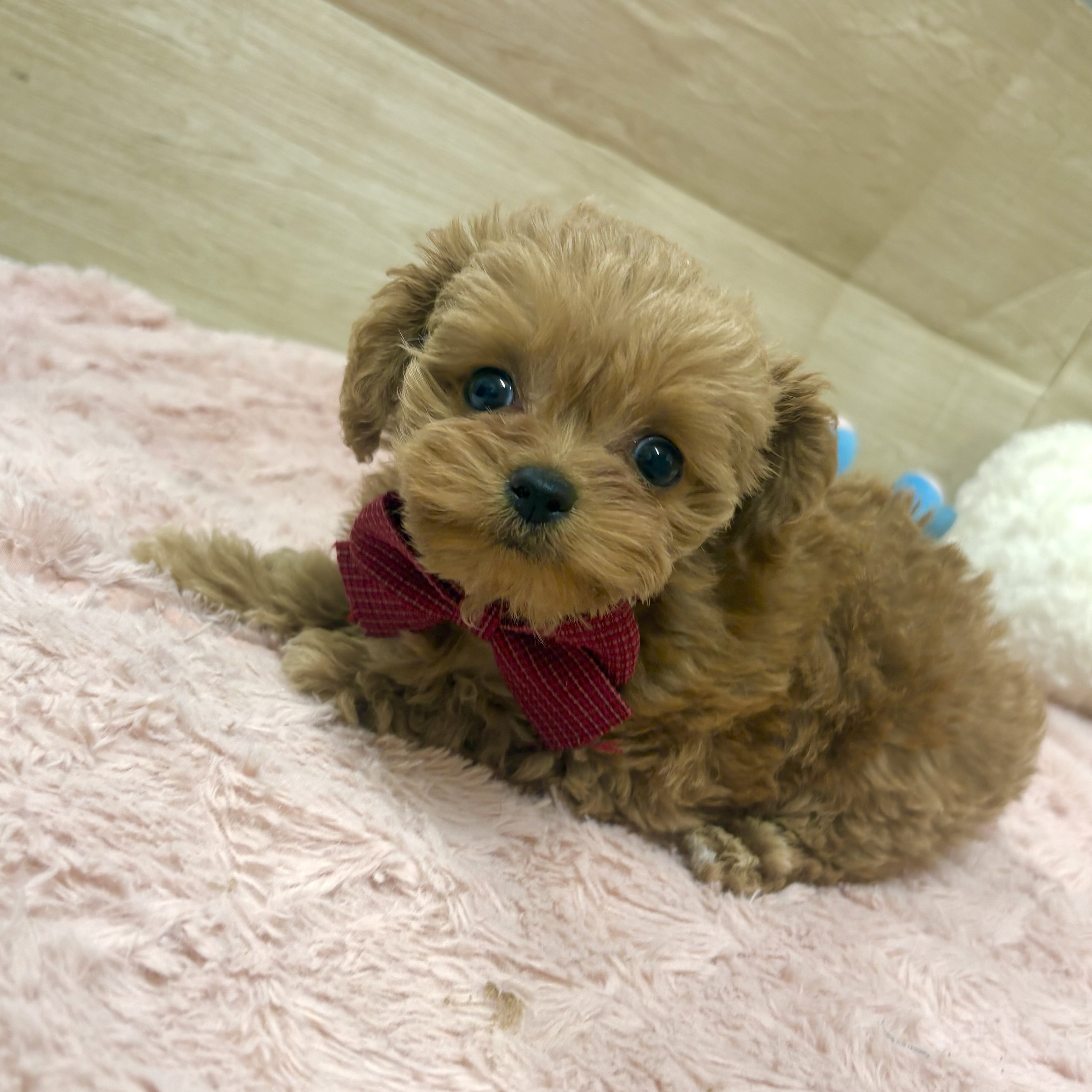 大阪府のチワプー/プーチー(チワワ×プードル) (犬の家＆猫の里そよら東岸和田店/2025年12月16日生まれ/女の子/アプリコット)の子犬の3枚目の画像