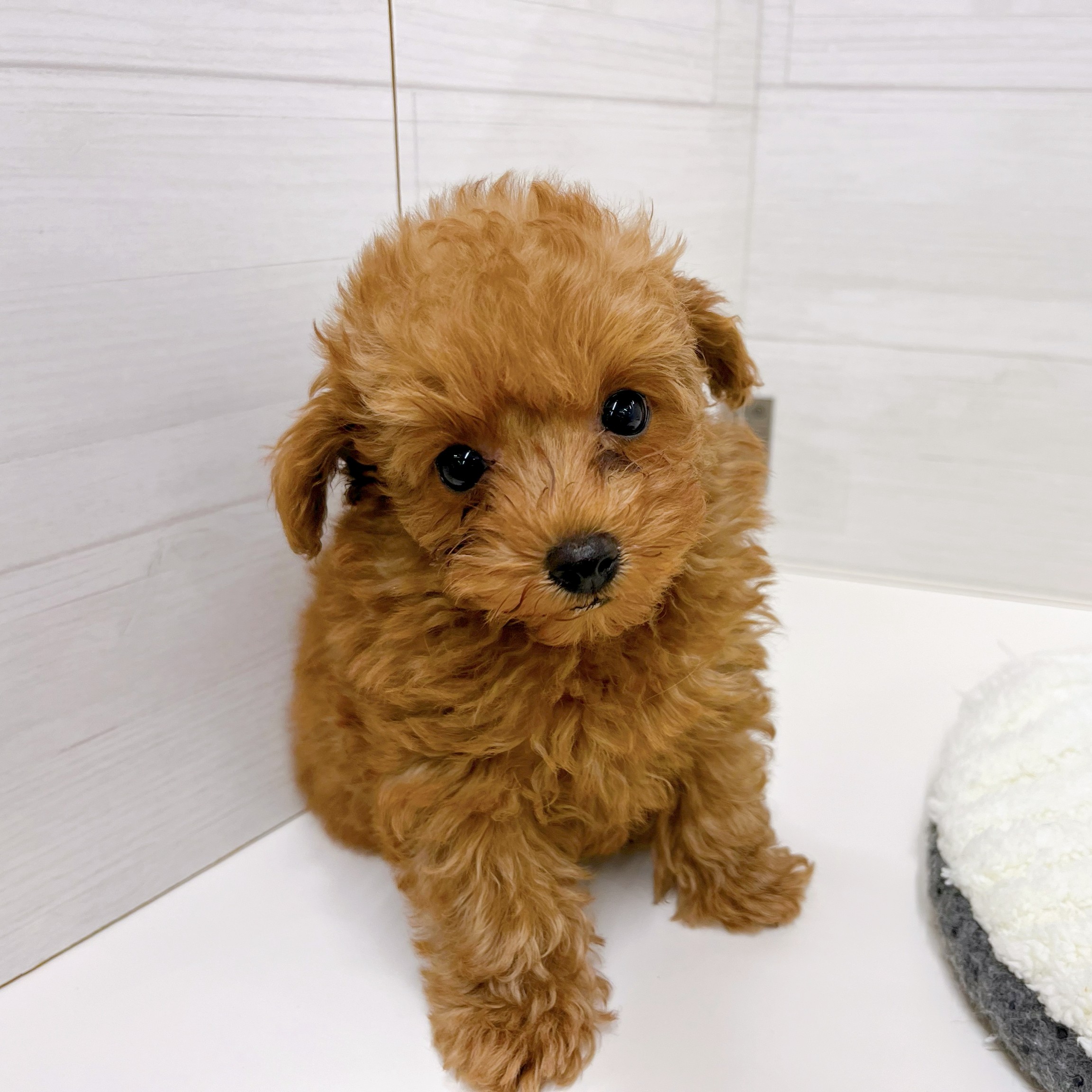 石川県のトイプードル(トイ) (犬の家＆猫の里アミーゴ金沢おこばた店/2025年12月16日生まれ/男の子/レッドフォーン)の子犬の3枚目の画像