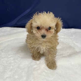 愛知県のマルプー(マルチーズ×プードル) (犬の家＆猫の里一宮店/2025年12月17日生まれ/男の子/クリーム)の子犬の3枚目の画像
