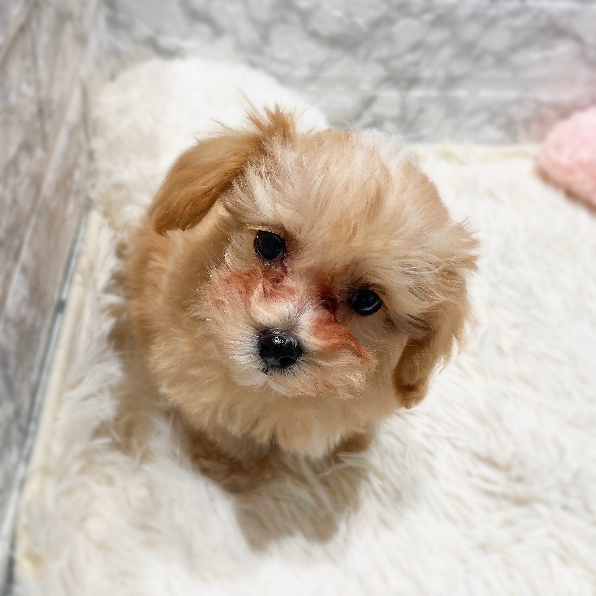 愛知県のマルプー(マルチーズ×プードル) (犬の家＆猫の里MiO香久山店/2025年12月17日生まれ/男の子/クリームホワイト)の子犬の3枚目の画像