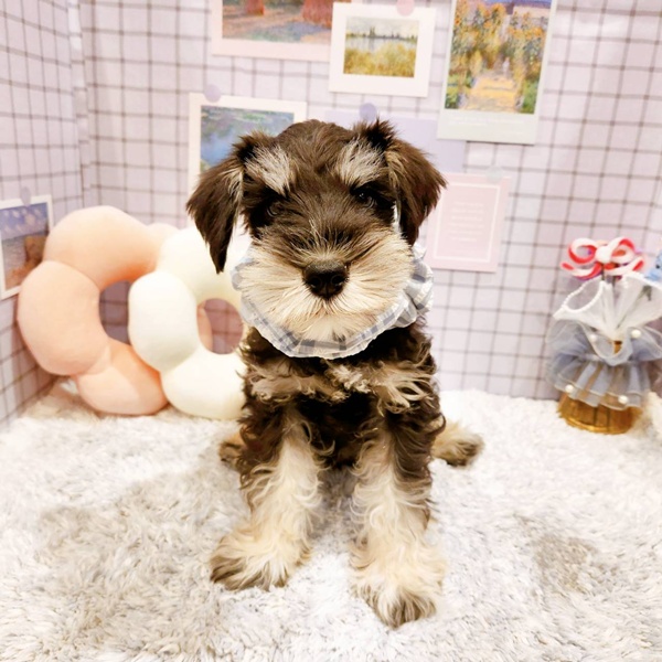 福井県のミニチュアシュナウザー (犬の家＆猫の里福井店/2025年12月17日生まれ/男の子/ブラックシルバー)の子犬の3枚目の画像