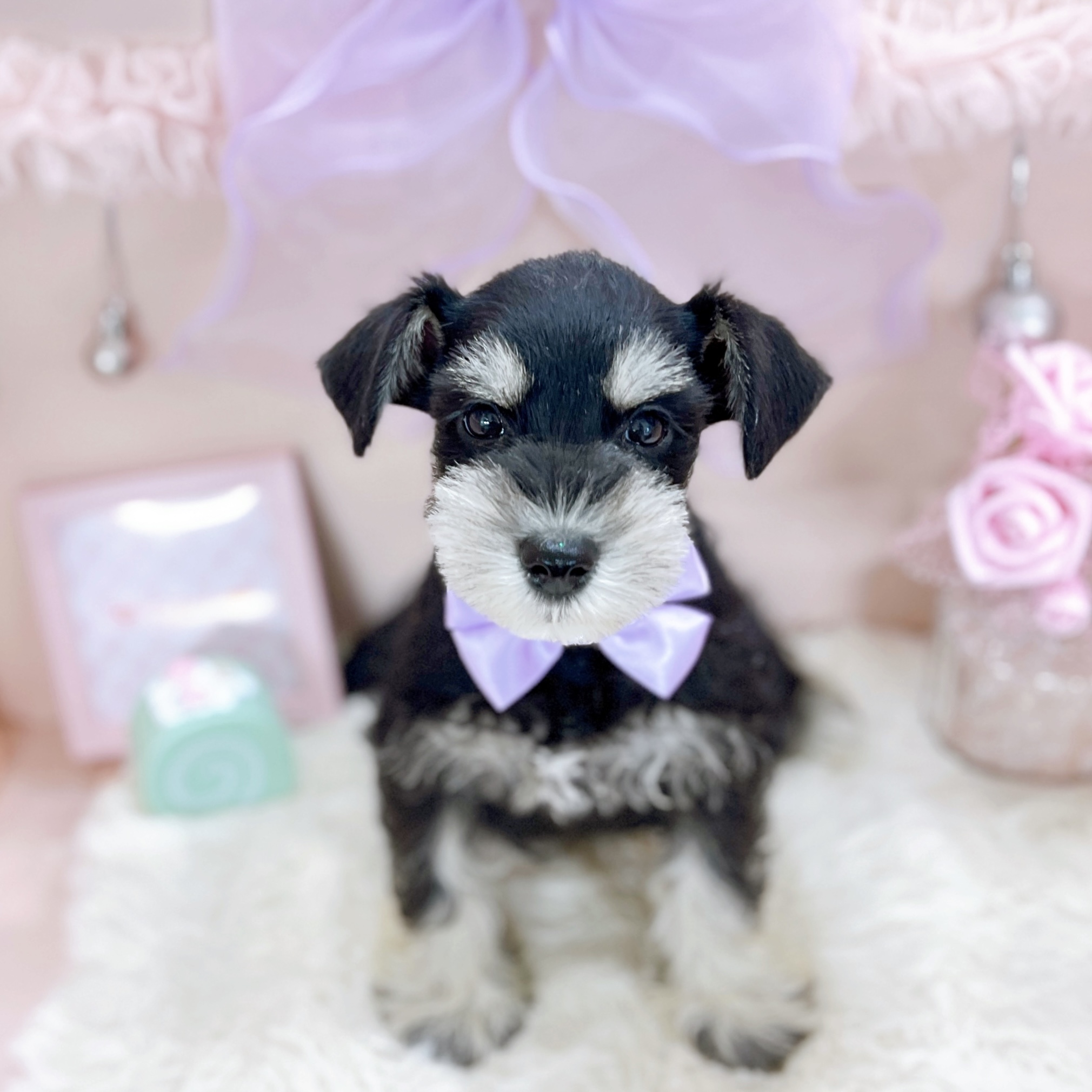 福井県のミニチュアシュナウザー (犬の家＆猫の里アミーゴ福井大和田店/2025年12月17日生まれ/女の子/ブラックシルバー)の子犬