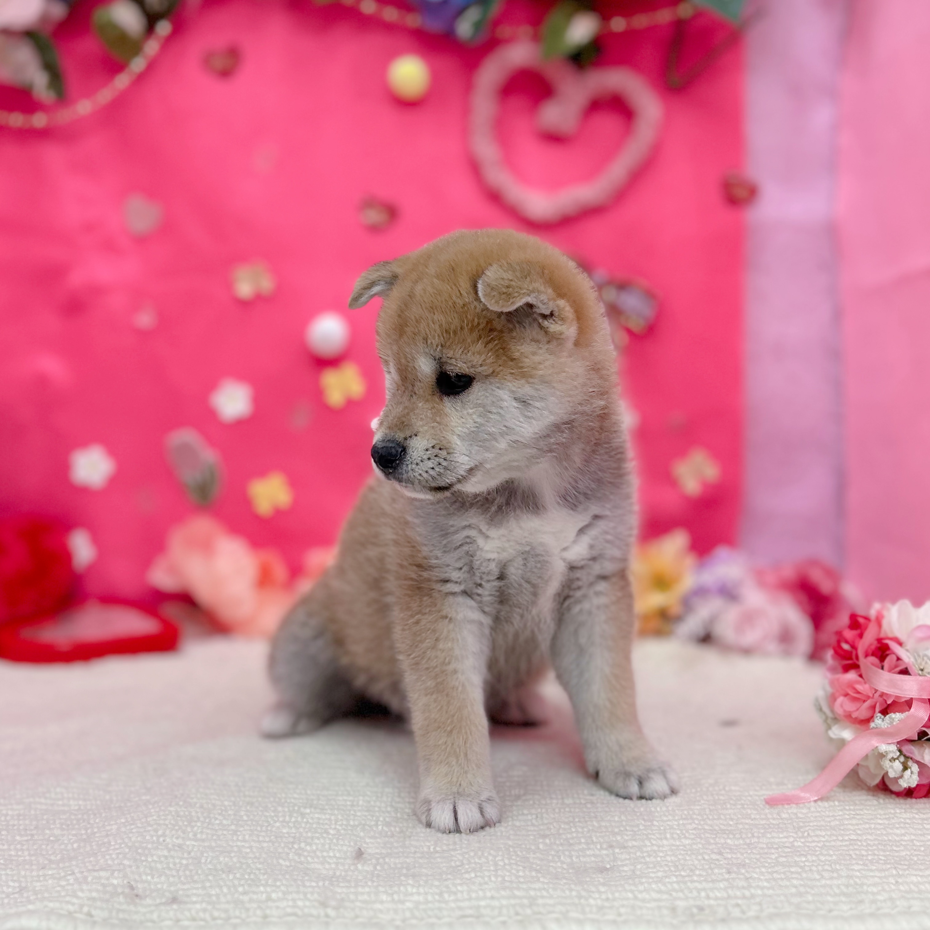 岐阜県の柴犬(標準サイズ) (犬の家＆猫の里岐南店/2025年12月16日生まれ/女の子/赤)の子犬の3枚目の画像