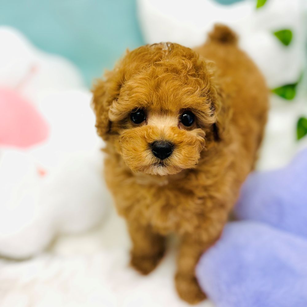 愛知県のトイプードル(トイ) (犬の家＆猫の里愛知刈谷店/2025年12月17日生まれ/女の子/オレンジフォーン)の子犬の3枚目の画像