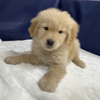 愛知県のゴールデンレトリバー (犬の家＆猫の里一宮店/2025年12月9日生まれ/男の子/ゴールデン)の子犬の3枚目の画像