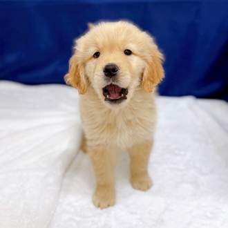 愛知県のゴールデンレトリバー (犬の家＆猫の里一宮店/2025年12月9日生まれ/男の子/ゴールデン)の子犬の3枚目の画像