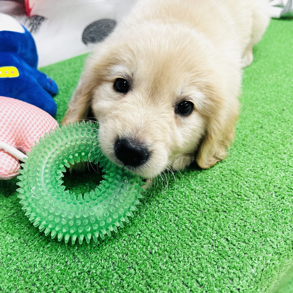 愛知県のゴールデンレトリバー (犬の家＆猫の里名古屋天白店/2025年12月16日生まれ/女の子/ゴールデン)の子犬の3枚目の画像