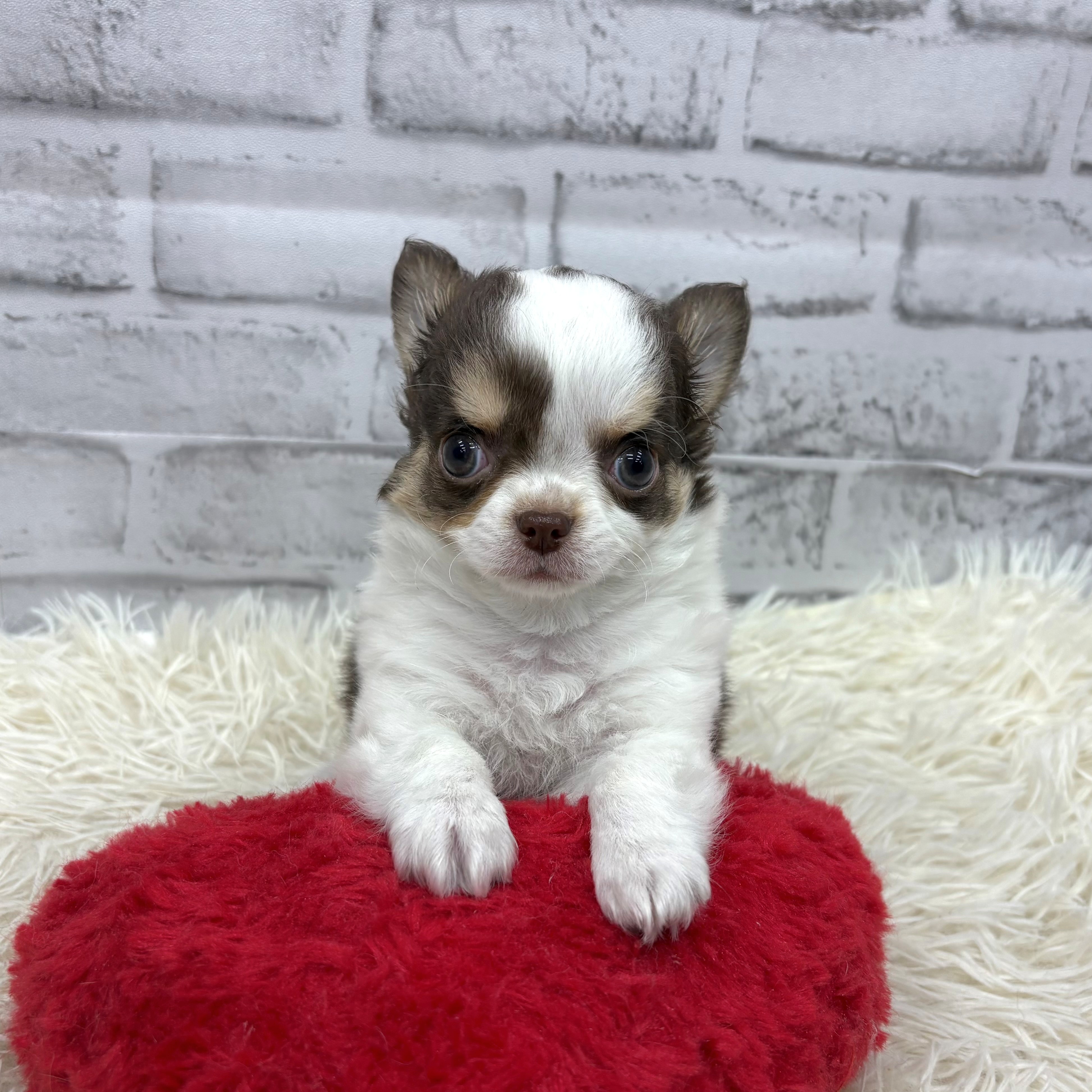 愛知県のチワワ(ロング) (犬の家＆猫の里MEGAドン・キホーテ東海名和店/2025年12月14日生まれ/男の子/ホワイト、チョコレート&タン)の子犬の3枚目の画像