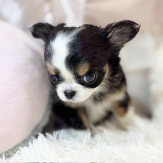 兵庫県のチワワ(ロング) (犬の家＆猫の里カナート西神戸店/2025年12月14日生まれ/男の子/ブラックタンホワイト)の子犬の3枚目の画像