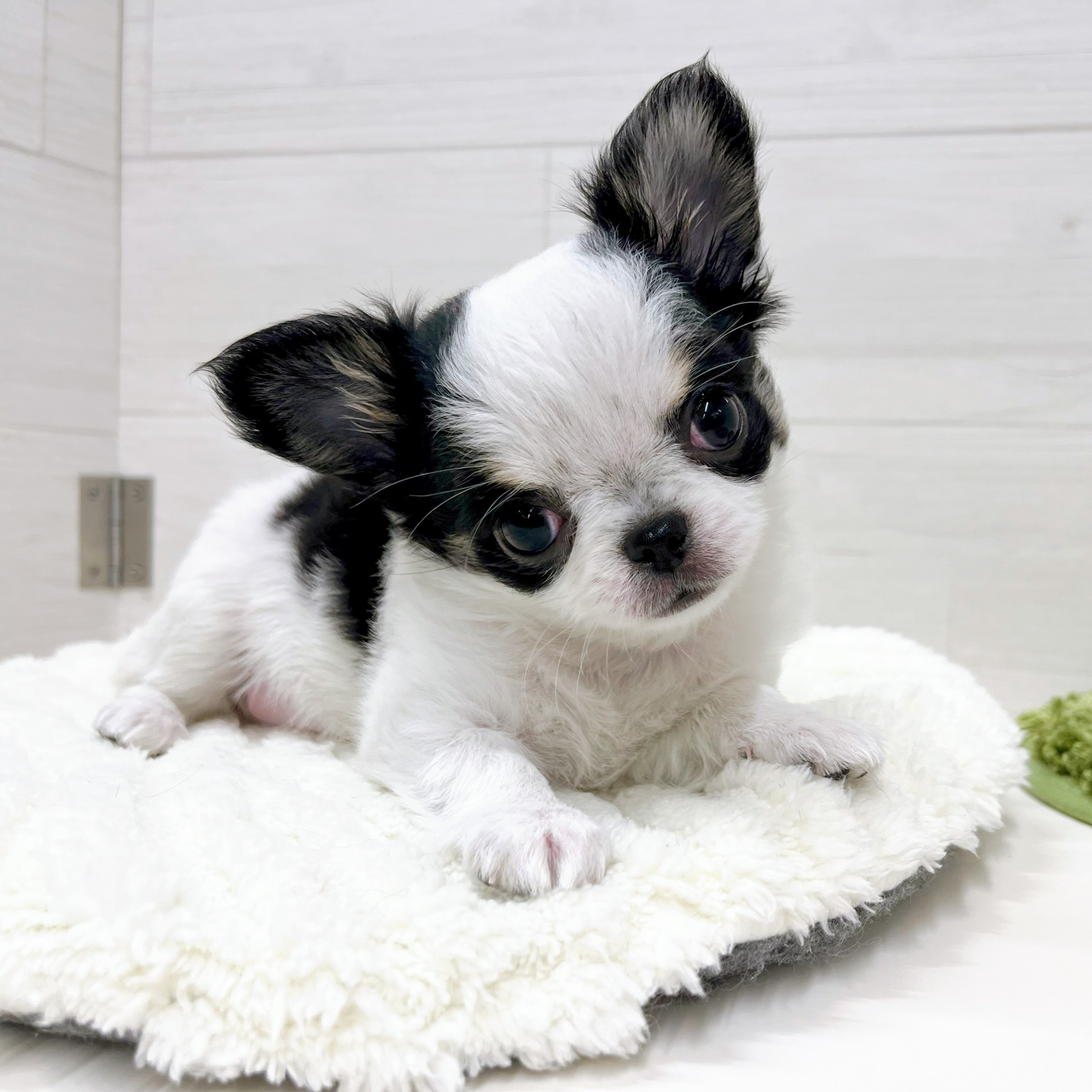 石川県のチワワ(ロング) (犬の家＆猫の里アミーゴ金沢おこばた店/2025年12月14日生まれ/女の子/ホワイトブラックタン)の子犬の3枚目の画像