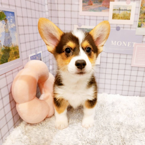 福井県のウェルシュコーギーペンブローク (犬の家＆猫の里福井店/2025年12月16日生まれ/男の子/ブラックタンホワイト)の子犬の3枚目の画像