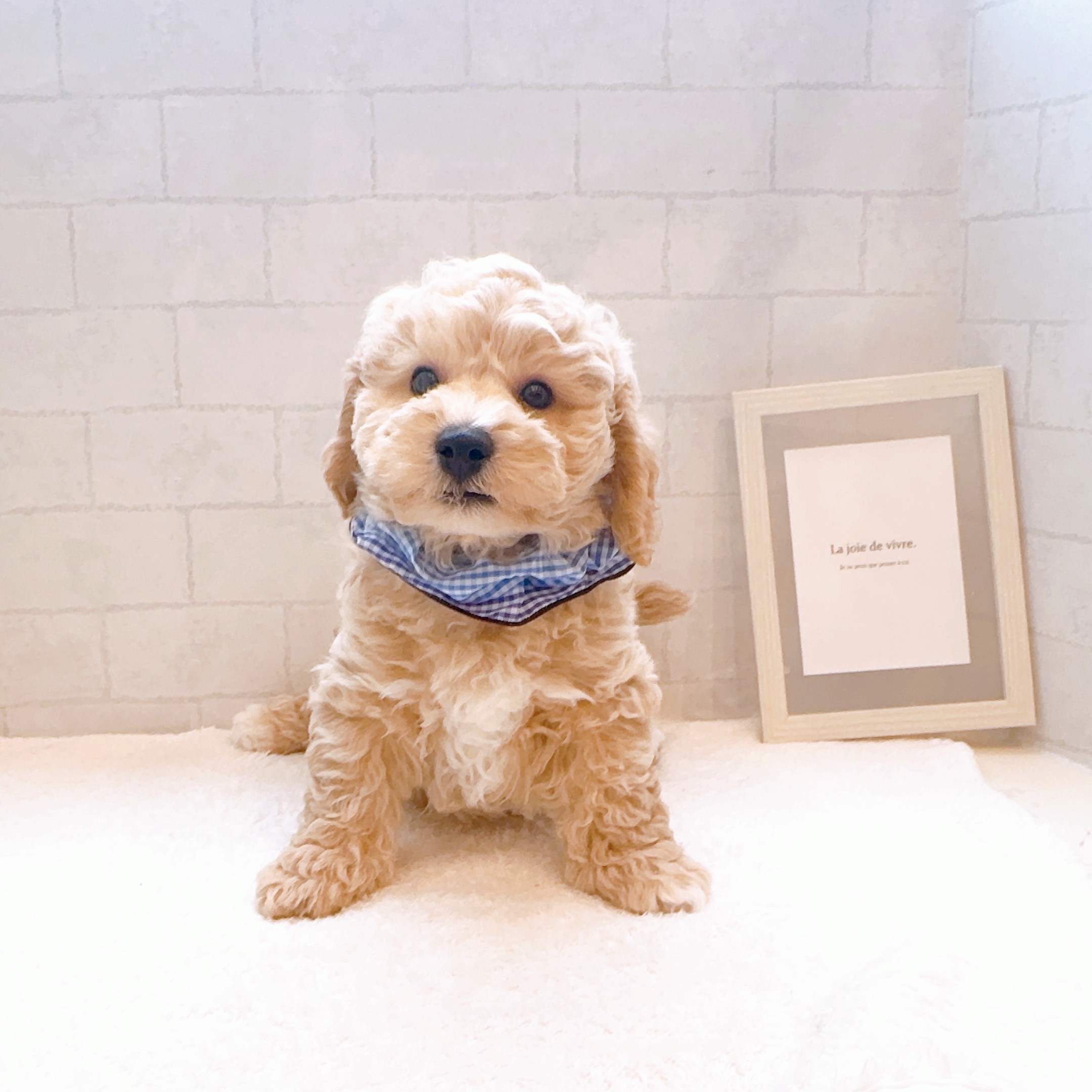 石川県のハーフ犬・ミックス犬 (犬の家＆猫の里金沢店/2025年12月14日生まれ/男の子/カフェオレ)の子犬の3枚目の画像