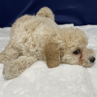 愛知県のハーフ犬・ミックス犬 (犬の家＆猫の里一宮店/2025年12月14日生まれ/女の子/クリーム)の子犬の3枚目の画像