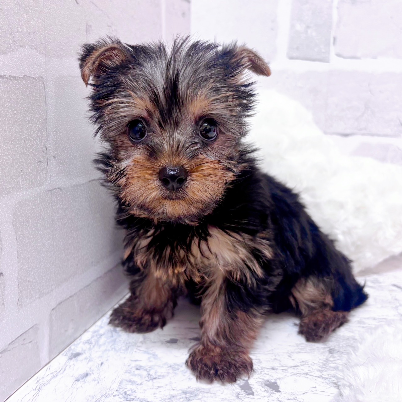 京都府のヨークシャーテリア (犬の家＆猫の里京都精華店/2025年12月18日生まれ/女の子/スチールブルータン)の子犬の3枚目の画像