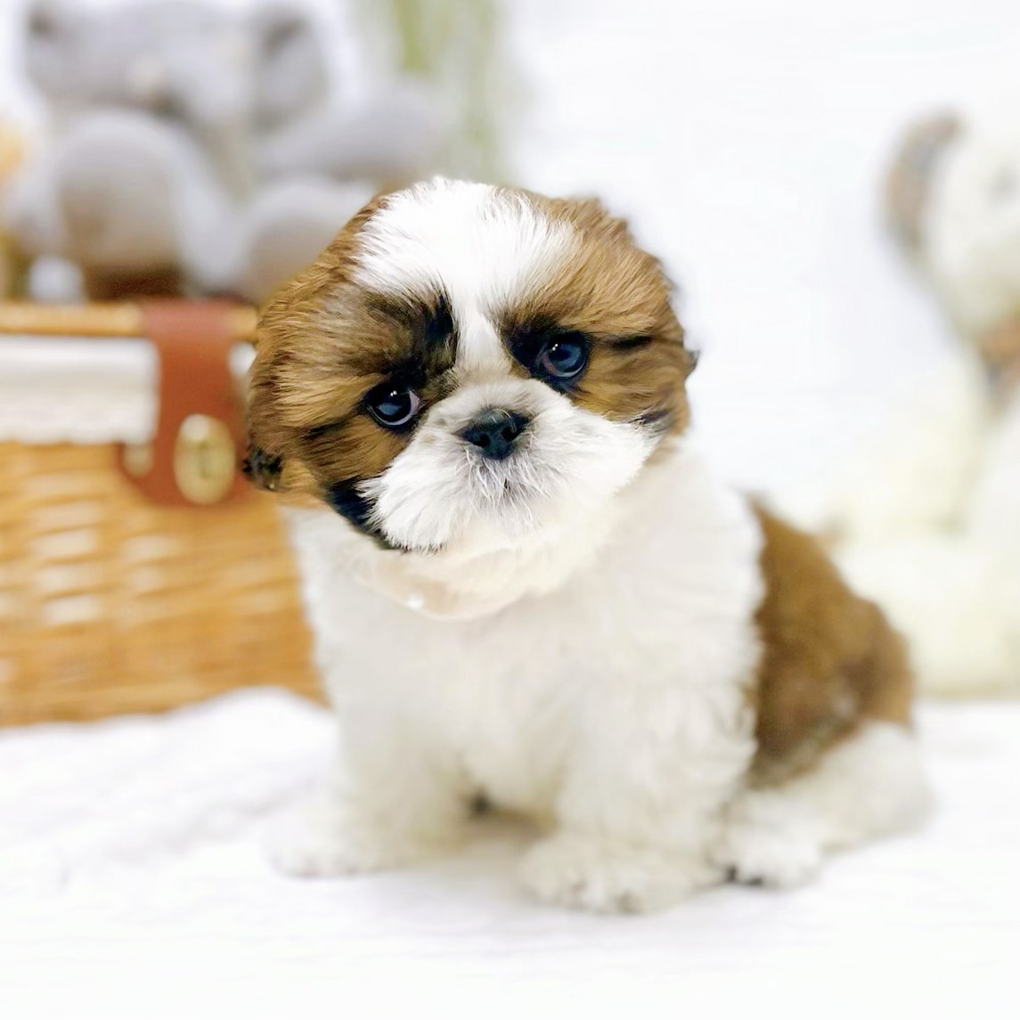 滋賀県のシーズー (犬の家＆猫の里近江八幡店/2025年12月18日生まれ/女の子/ホワイトゴールド)の子犬の3枚目の画像