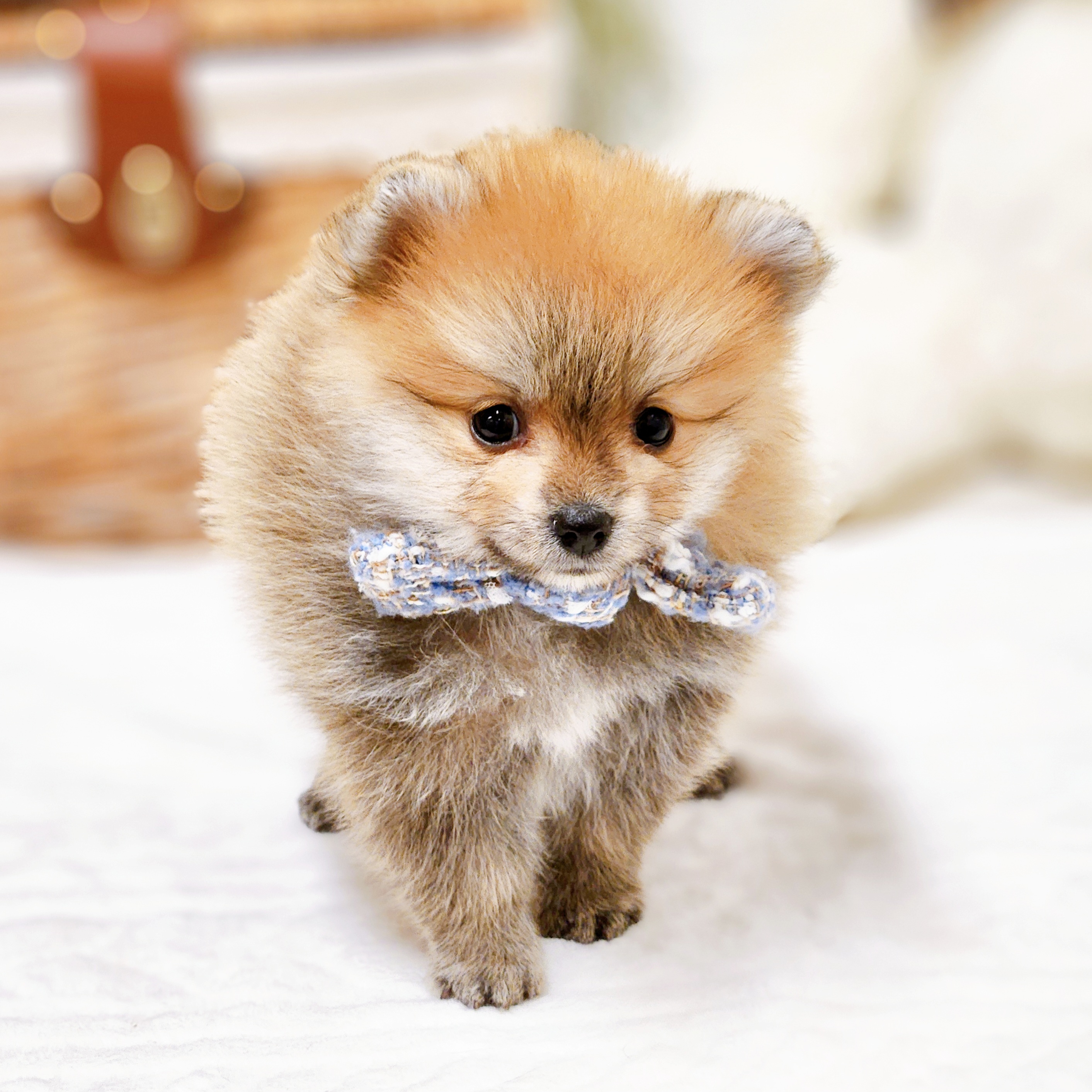 滋賀県のポメラニアン (犬の家＆猫の里近江八幡店/2025年12月15日生まれ/男の子/オレンジ)の子犬の3枚目の画像