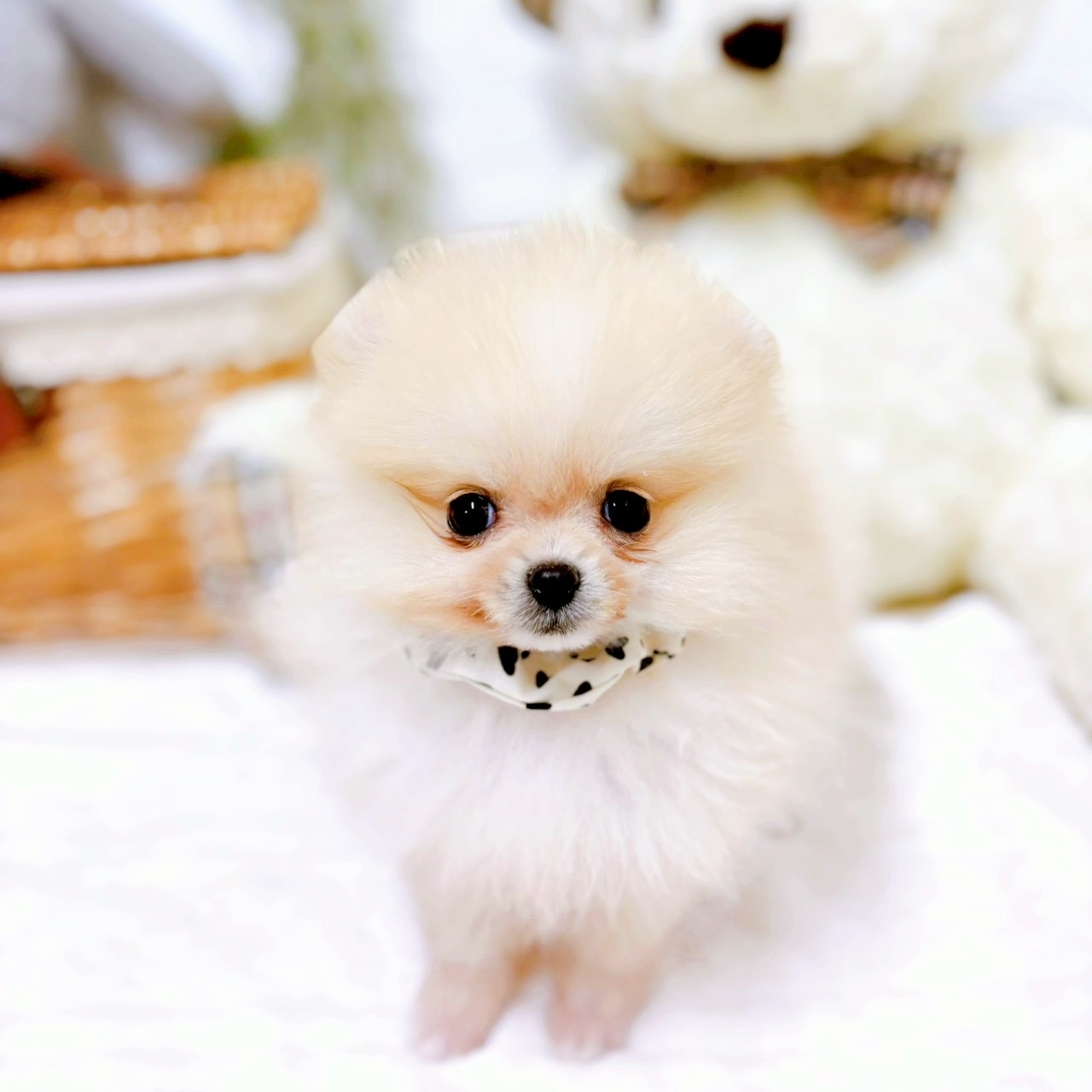 滋賀県のポメラニアン (犬の家＆猫の里近江八幡店/2025年12月13日生まれ/女の子/クリーム)の子犬の3枚目の画像