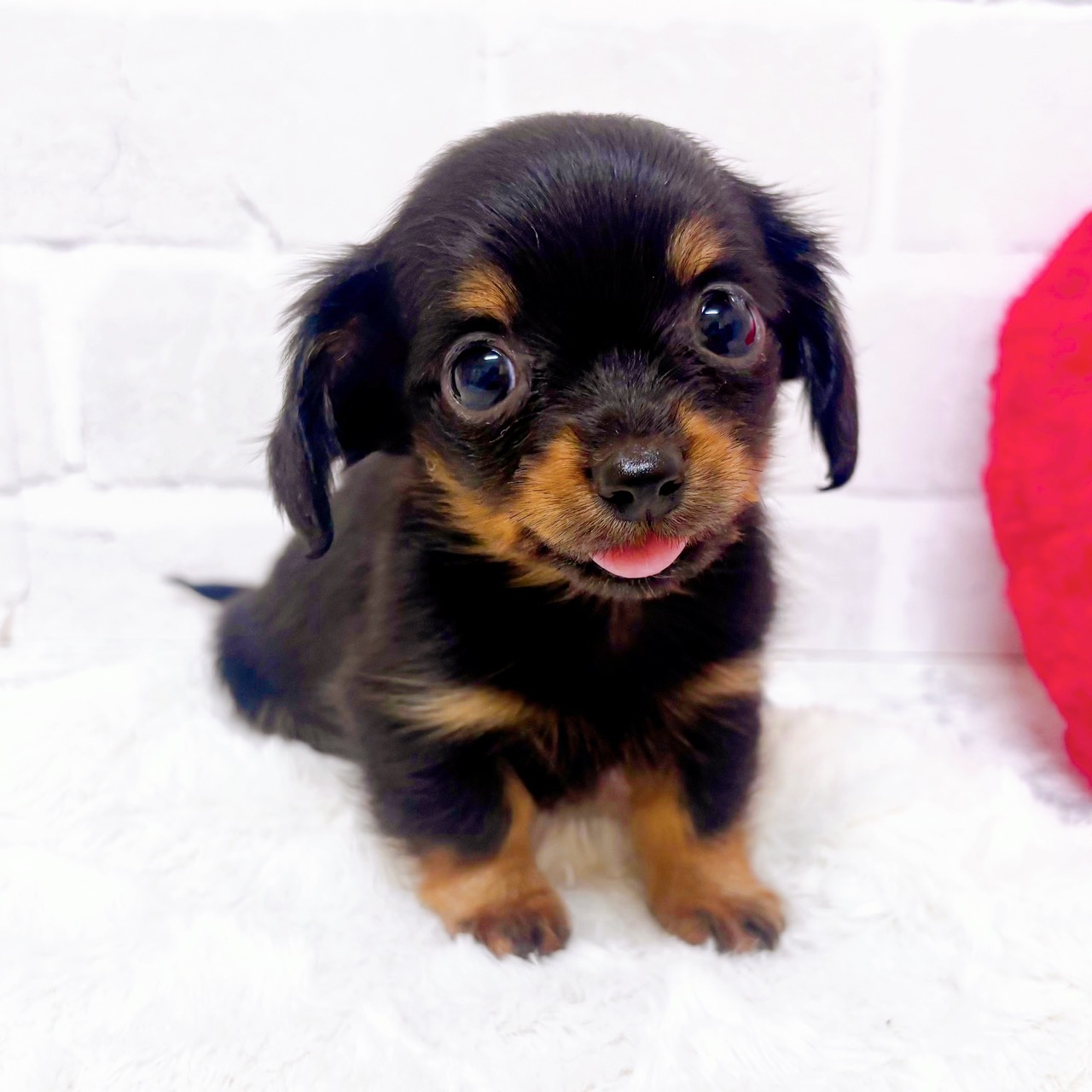 京都府のチワックス(チワワ×ダックス) (犬の家＆猫の里京都精華店/2025年12月17日生まれ/男の子/ブラックタン)の子犬の1枚目の画像