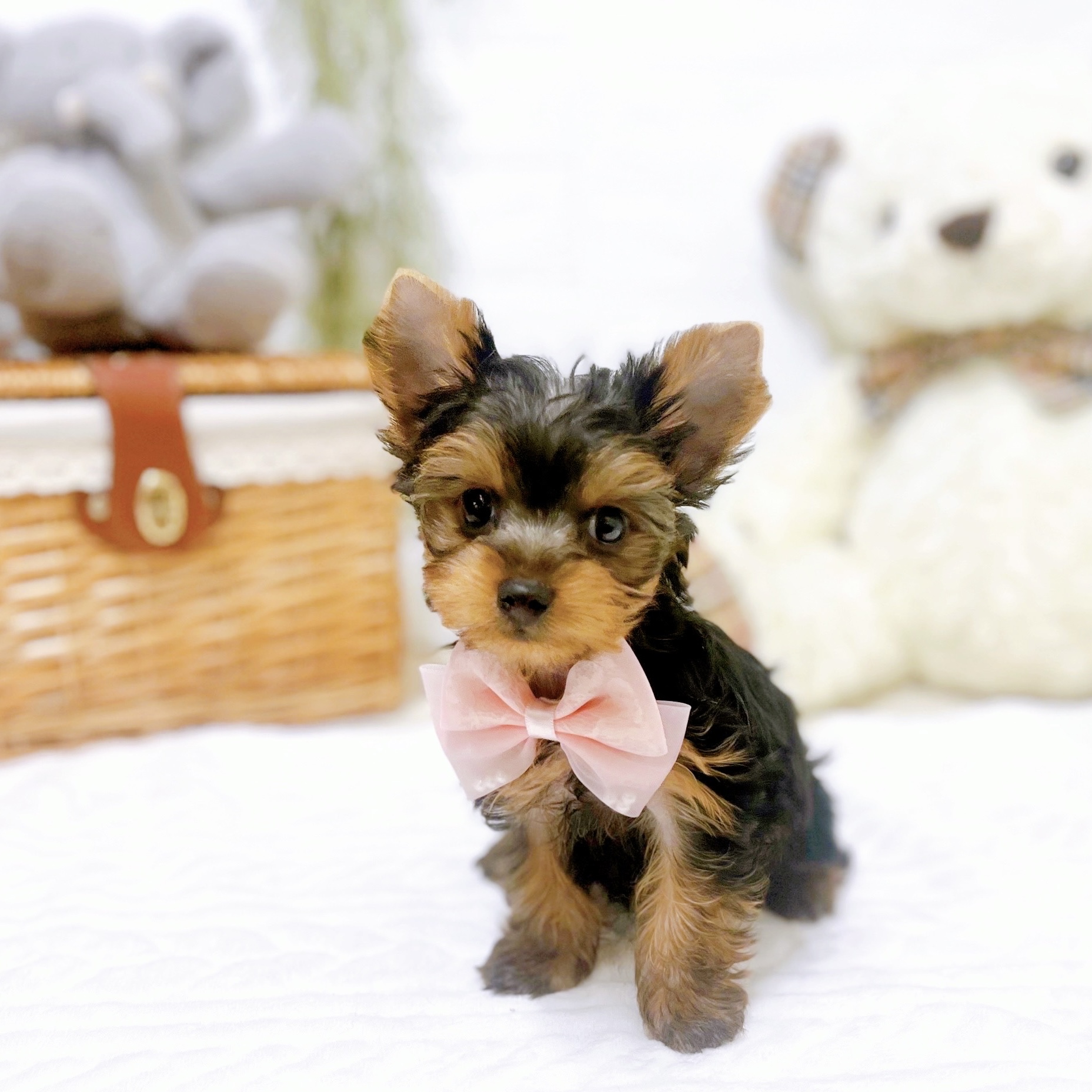 滋賀県のヨークシャーテリア (犬の家＆猫の里近江八幡店/2025年12月18日生まれ/女の子/スチールブルータン)の子犬の3枚目の画像