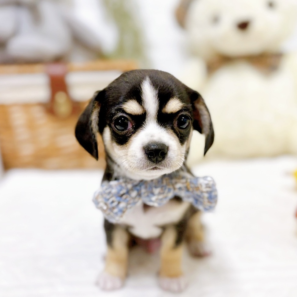 滋賀県のチワックス(チワワ×ダックス) (犬の家＆猫の里近江八幡店/2025年12月16日生まれ/男の子/ブラックタンホワイト)の子犬の1枚目の画像